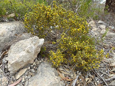 Pultenaea tenuifolia, PJL 3451, 8.3 km SSE Mount Hope settlement, EP, by P.J. Lang, plant, P1090311